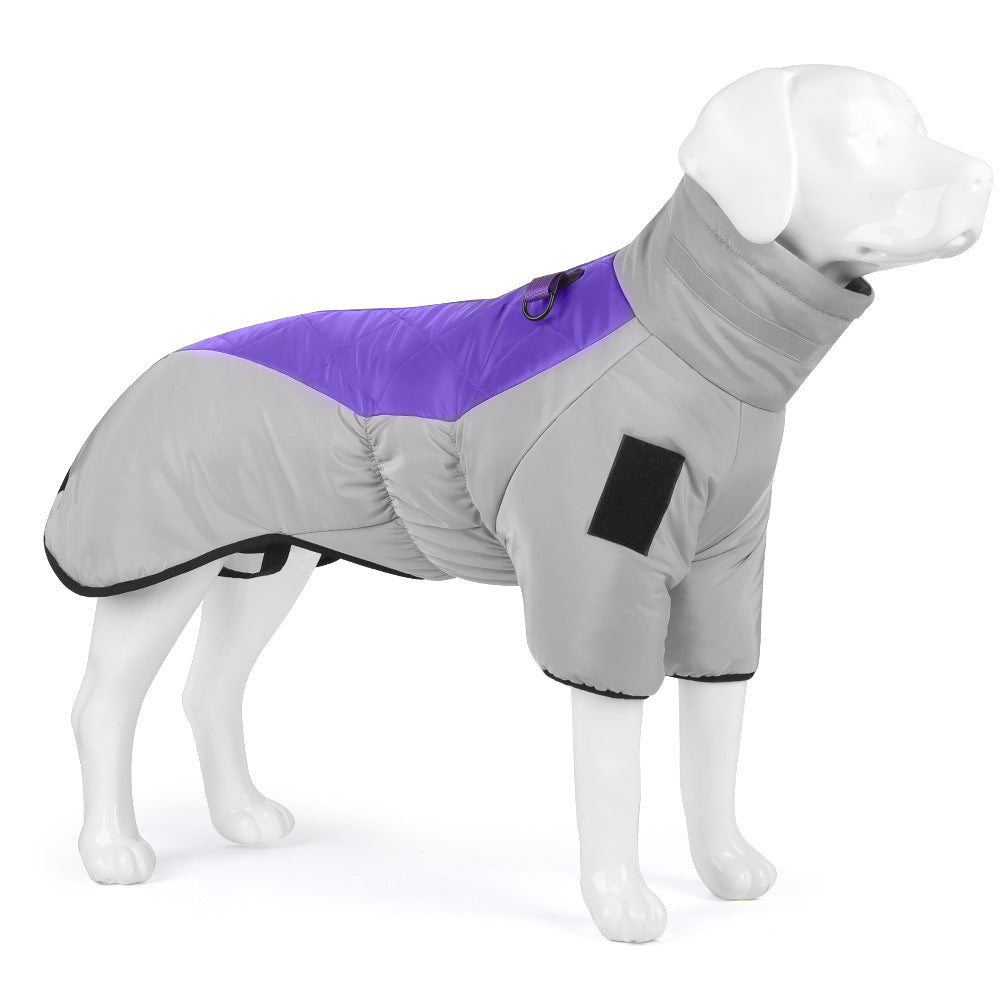 Dog wearing a gray and purple winter coat on a white background